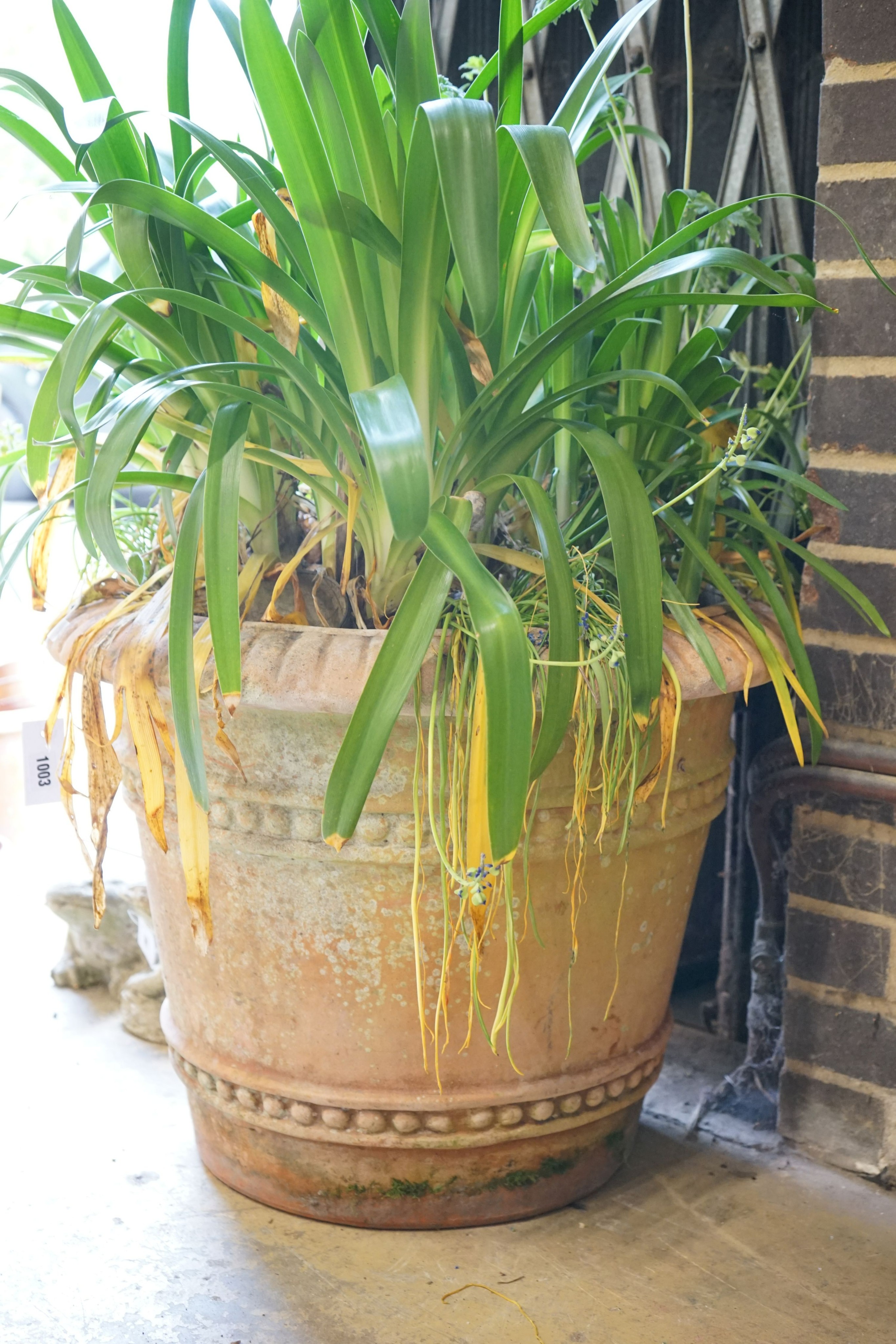 A large circular terracotta garden planter, diameter 60cm, height 48cm